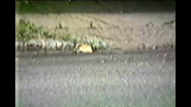 Горобець хатній - ML645505172