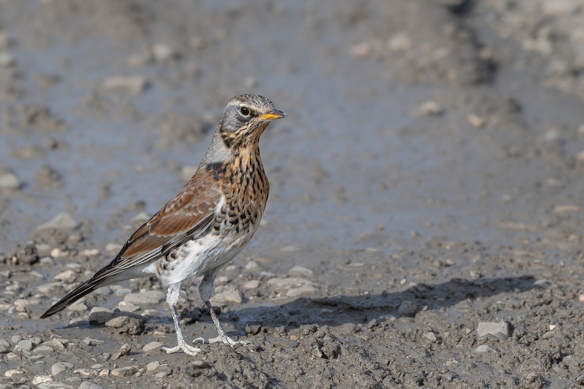 Fieldfare - ML645505174