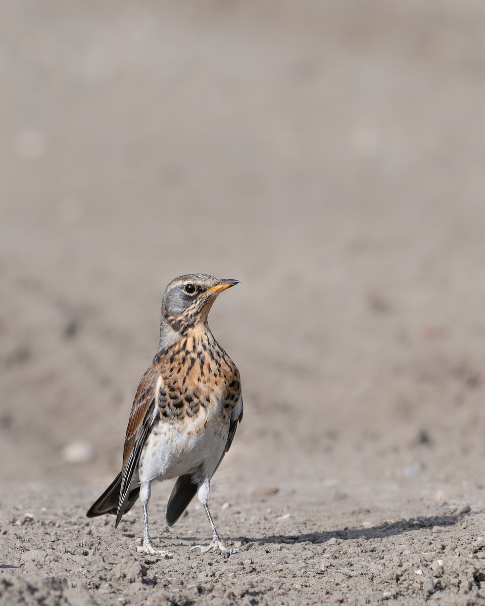 Fieldfare - ML645505175