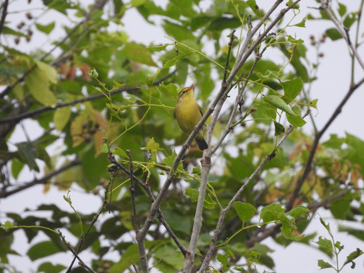 Tickell's Leaf Warbler - ML645505177