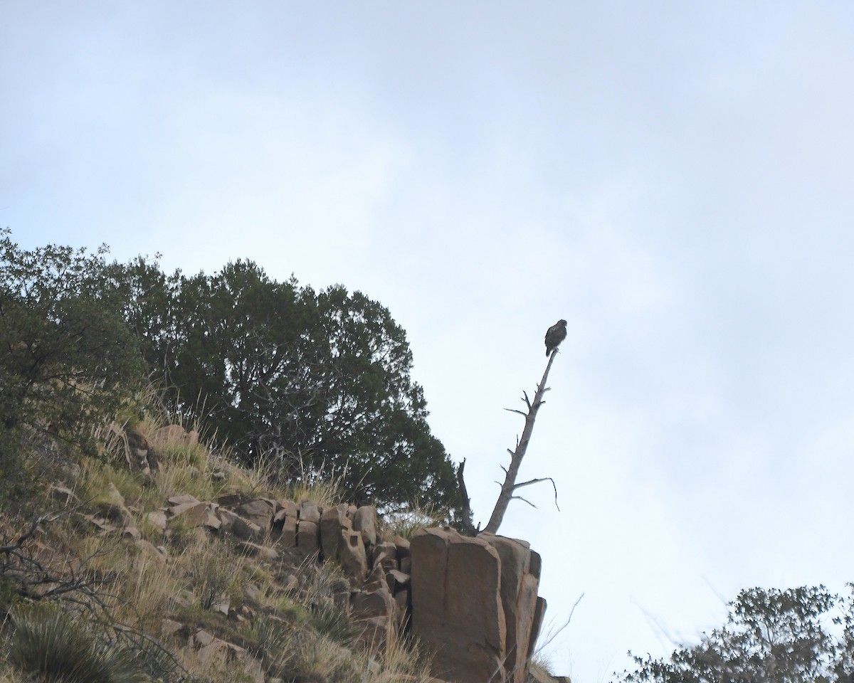 Red-tailed Hawk - ML645505178