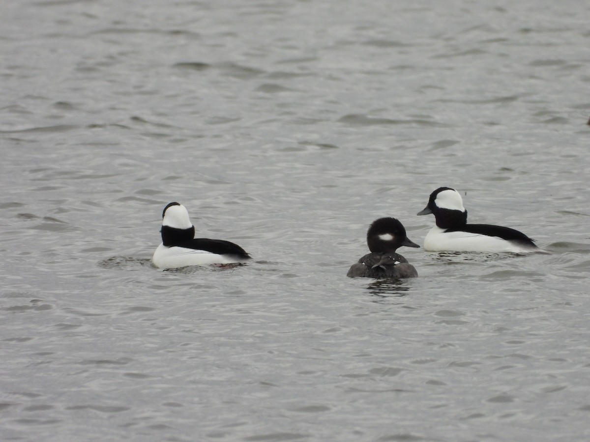 ヒメハジロ - ML645505179