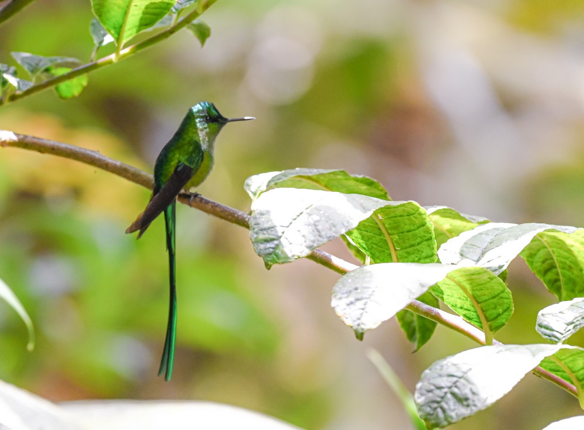 Long-tailed Sylph - ML645505180