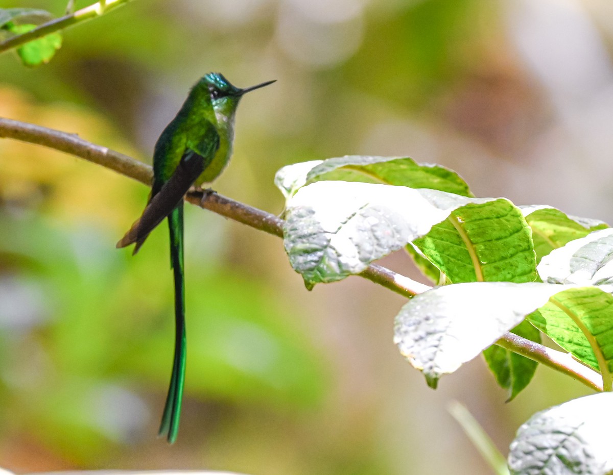 Long-tailed Sylph - ML645505182