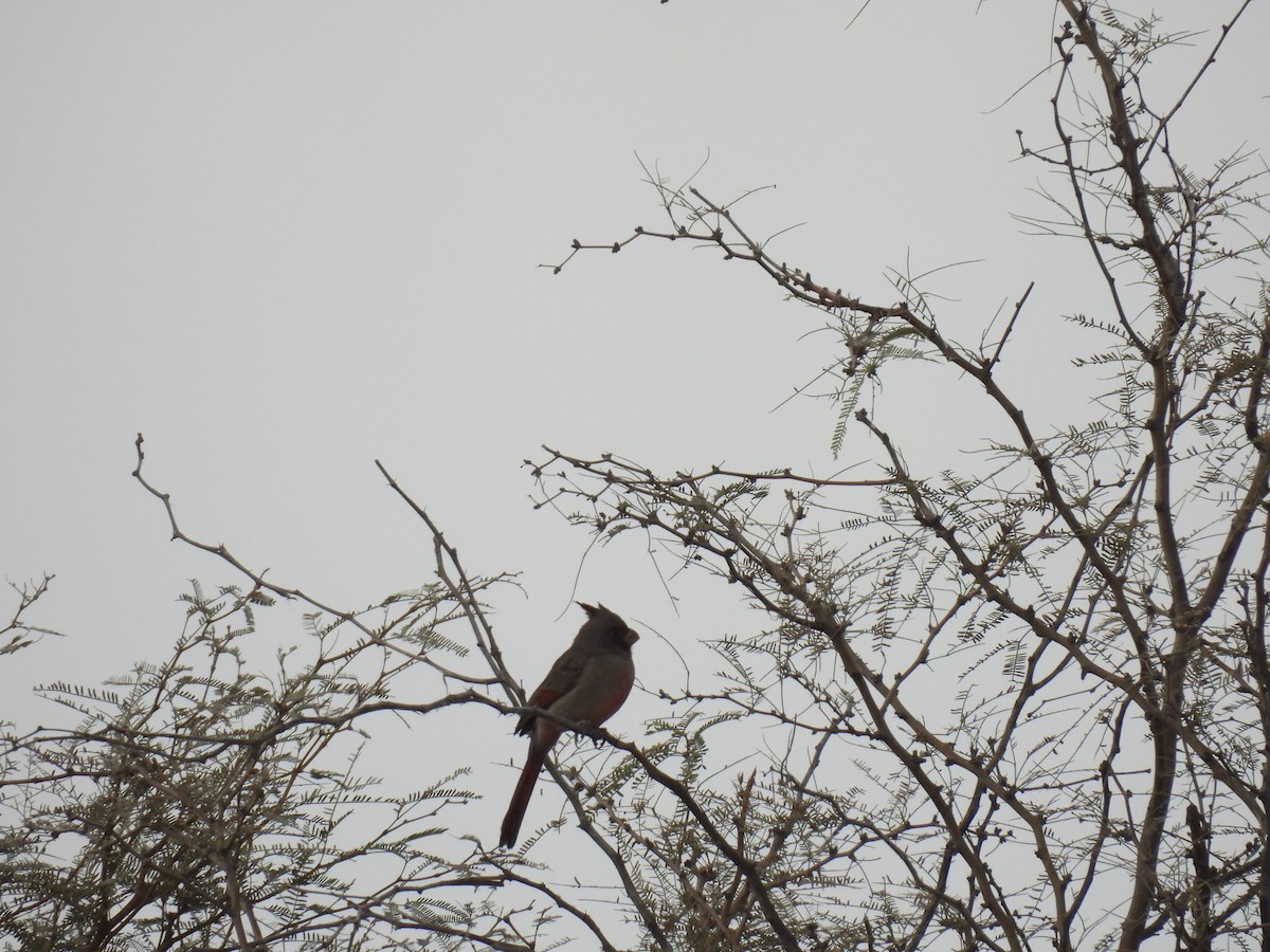 Pyrrhuloxia - ML645505184