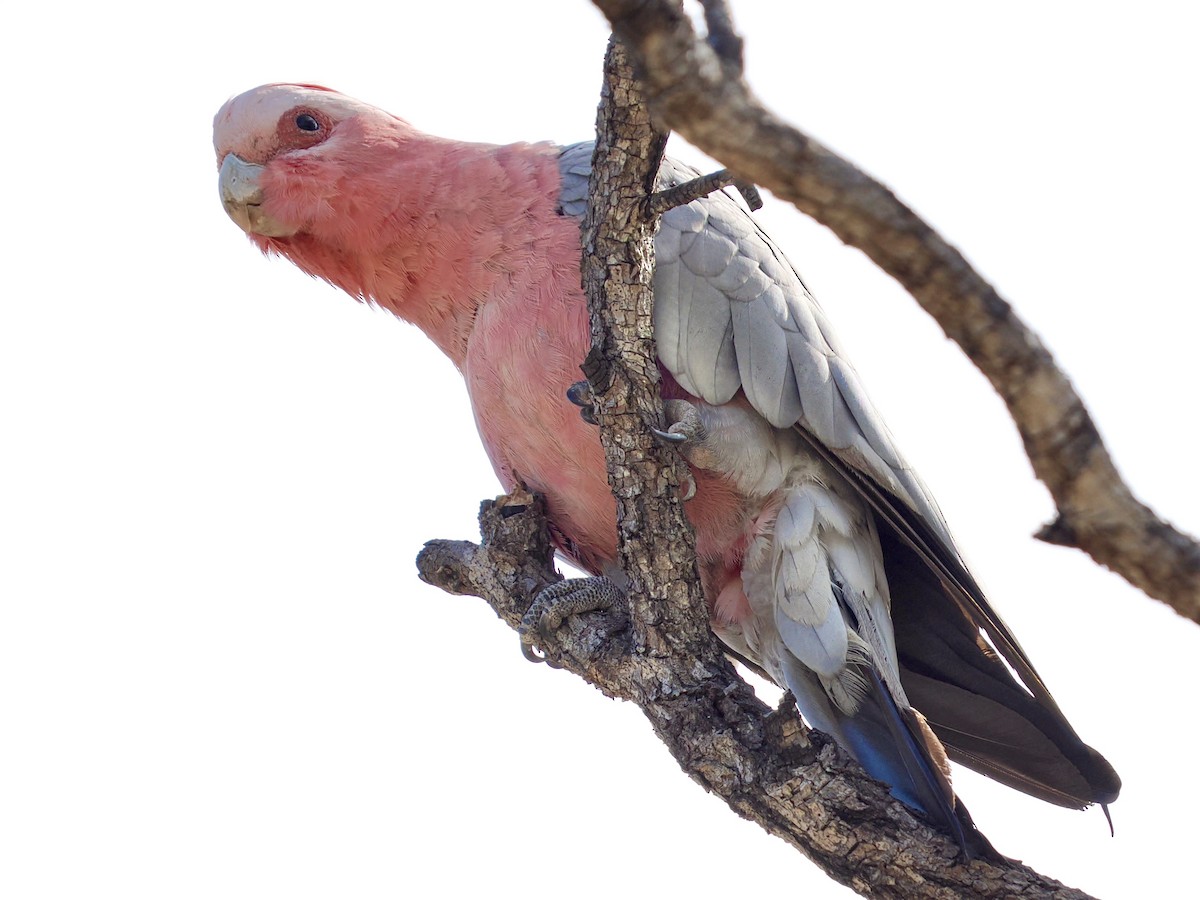 Galah - ML645505187