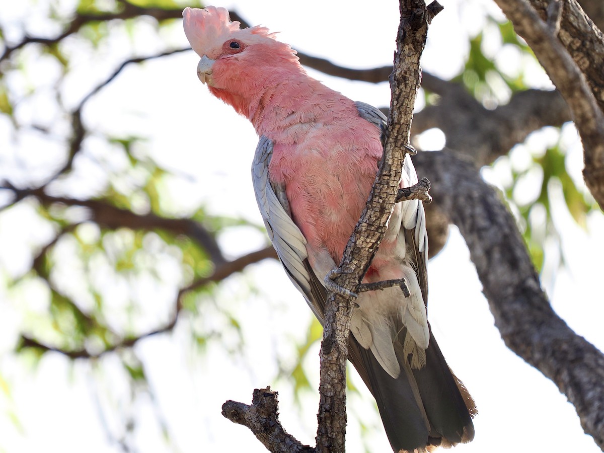 Galah - ML645505188