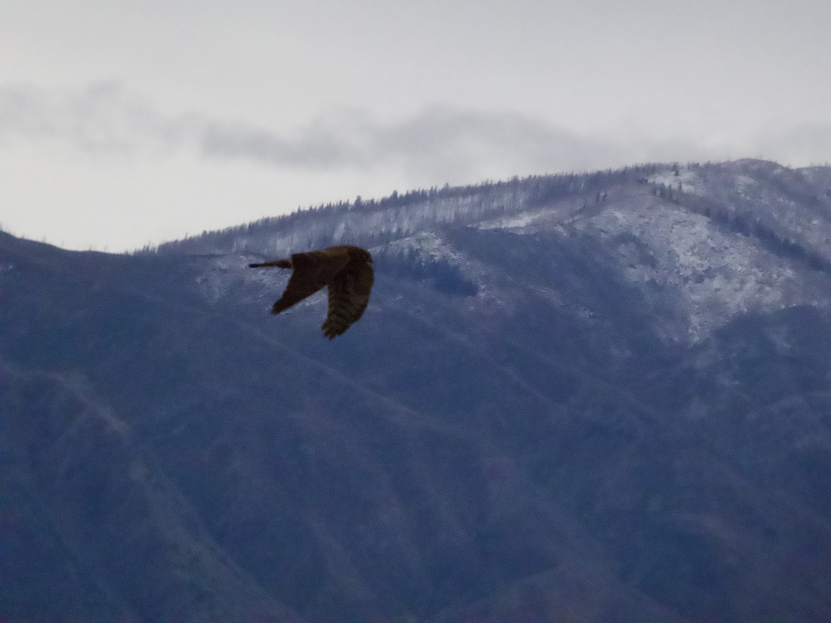 Northern Harrier - ML645505189
