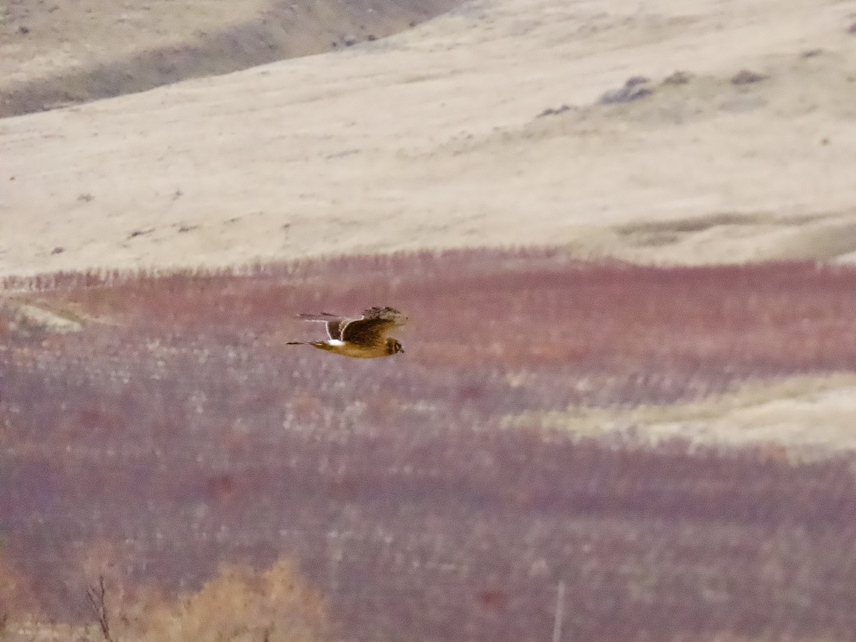 Northern Harrier - ML645505190