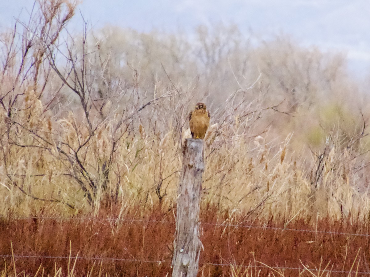 Northern Harrier - ML645505191