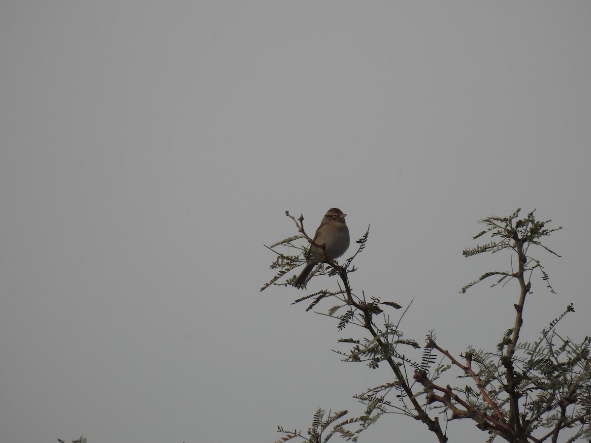 Clay-colored Sparrow - ML645505192