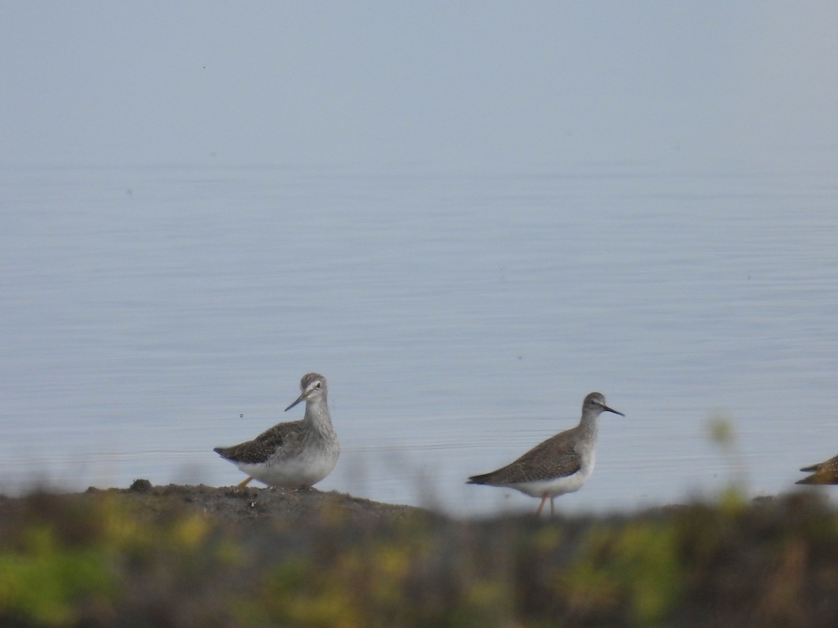 Lesser Yellowlegs - ML645505195