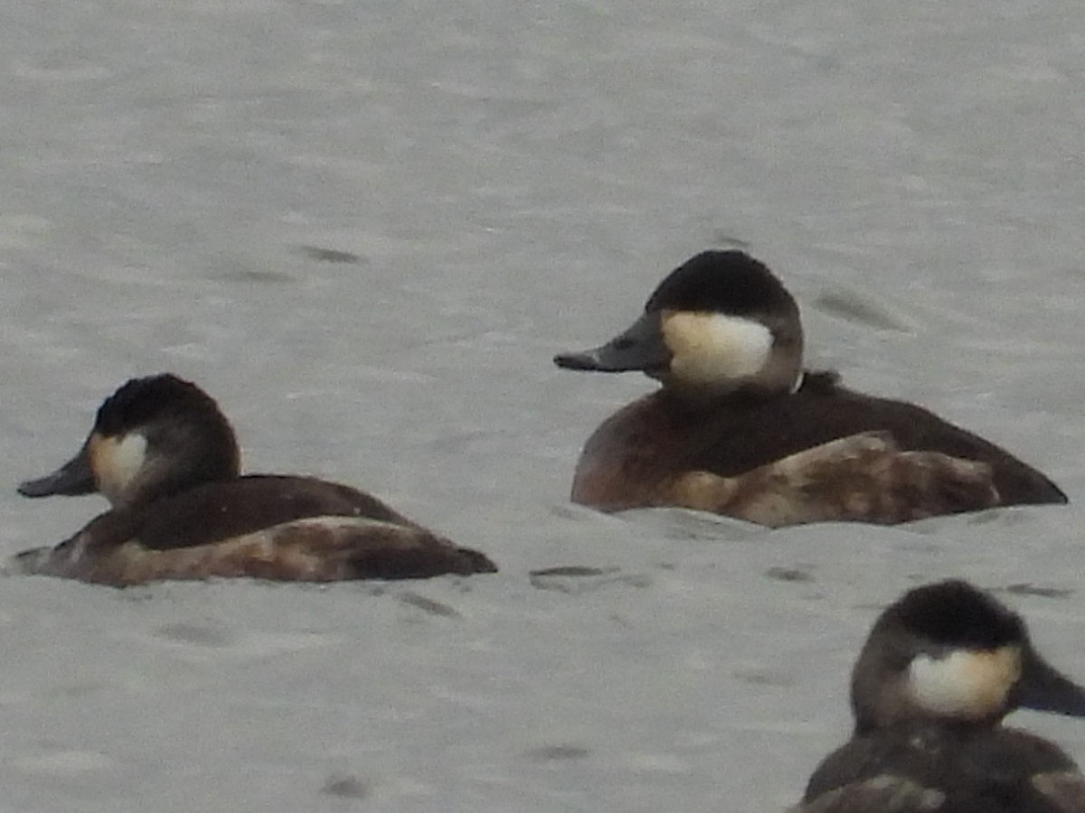 Ruddy Duck - ML645505196