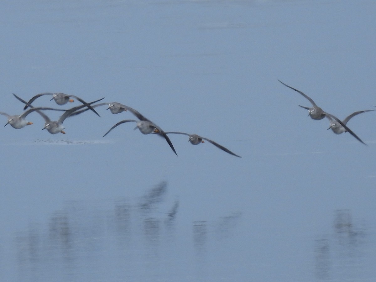 Lesser Yellowlegs - ML645505197
