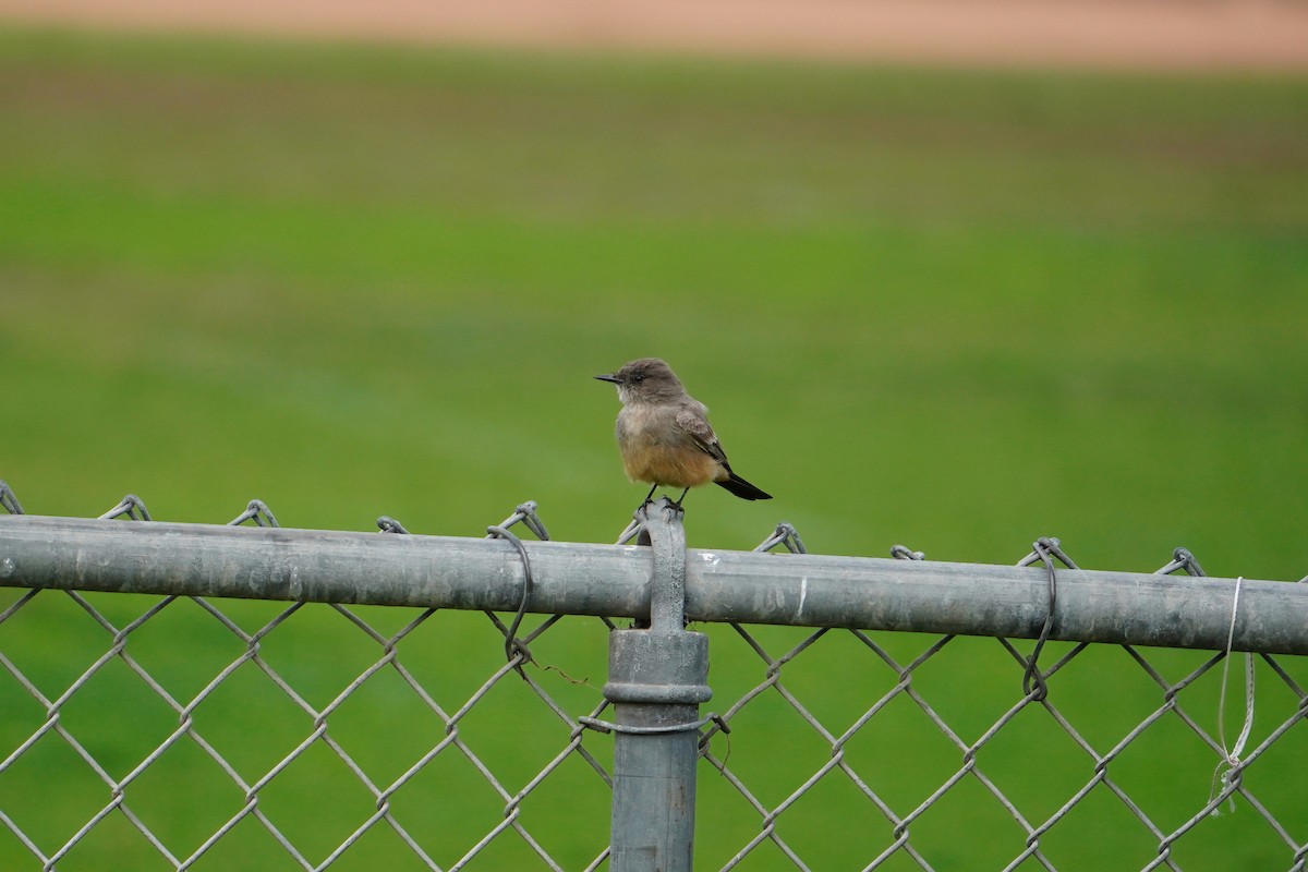 Say's Phoebe - ML645505198
