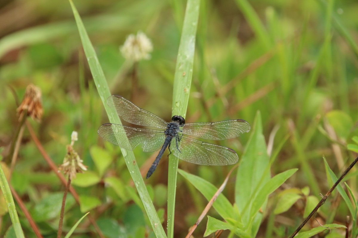 Animals - ML645505199