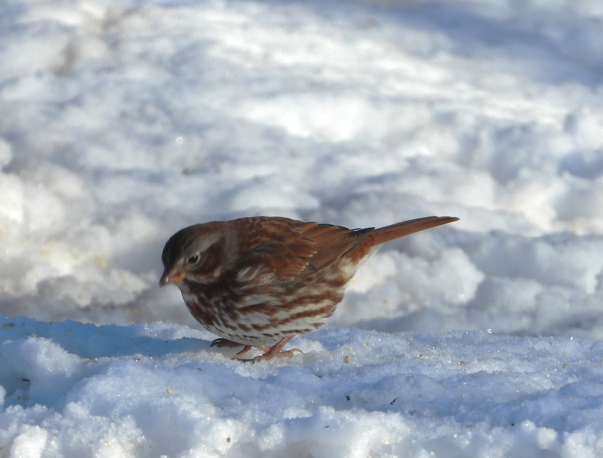 Fox Sparrow - ML645505200