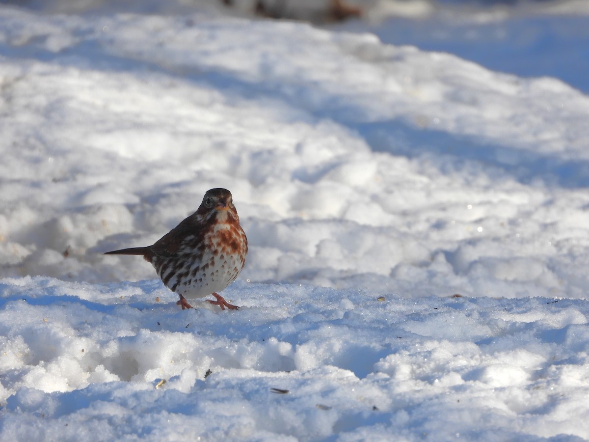 Fox Sparrow - ML645505201