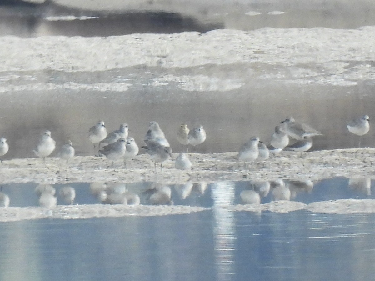 American/Pacific Golden-Plover (Lesser Golden-Plover) - ML645505202
