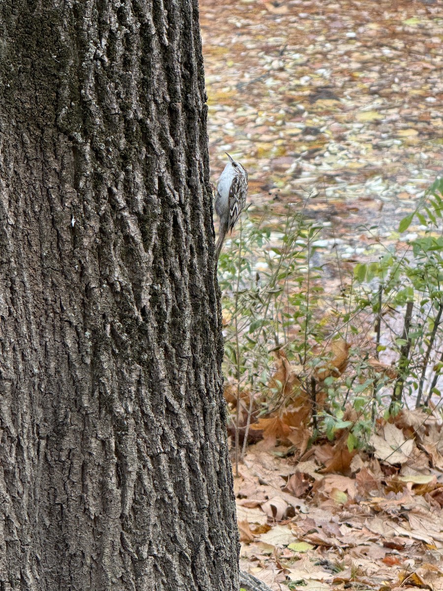 Eurasian Treecreeper - ML645505203