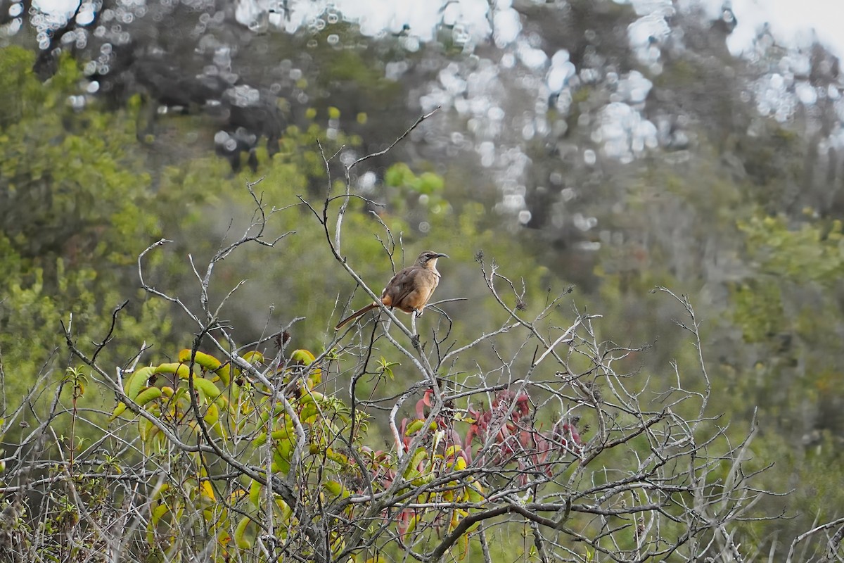 California Thrasher - ML645505206