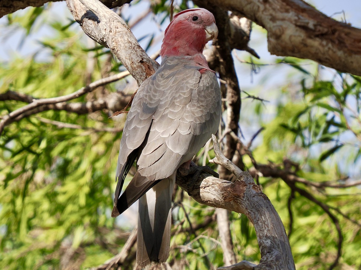 Galah - ML645505207
