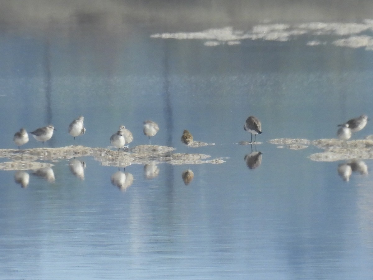 American/Pacific Golden-Plover (Lesser Golden-Plover) - ML645505208