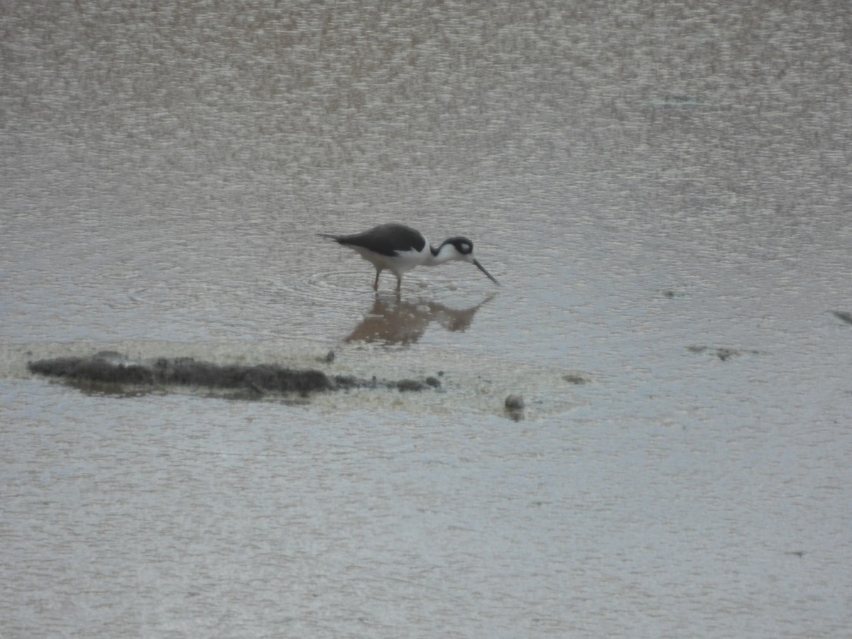 Black-necked Stilt - ML645505209