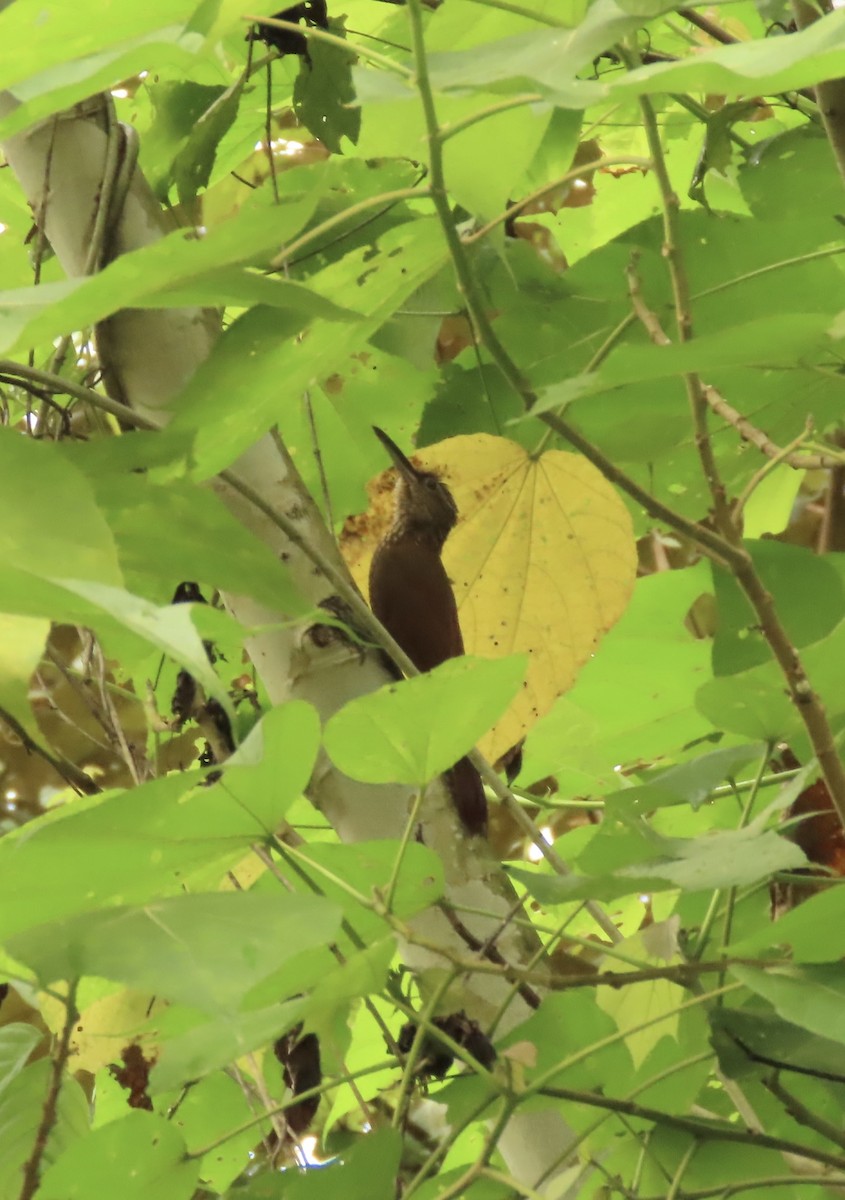 Cocoa Woodcreeper - ML645505210