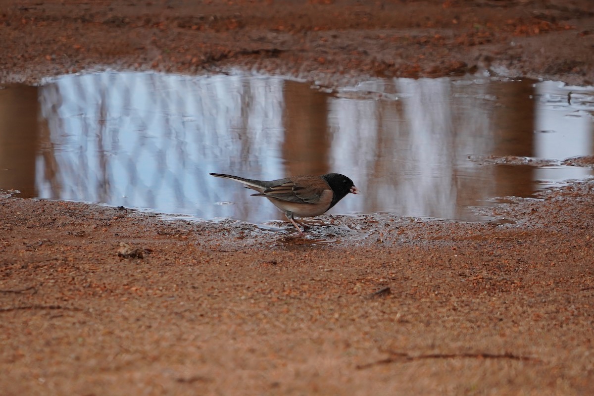 Dark-eyed Junco - ML645505211