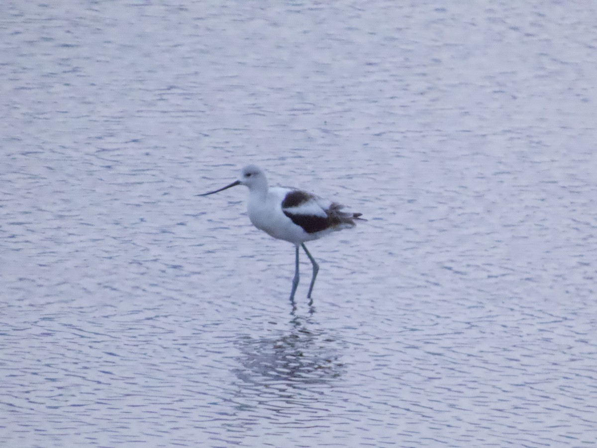 American Avocet - ML645505212