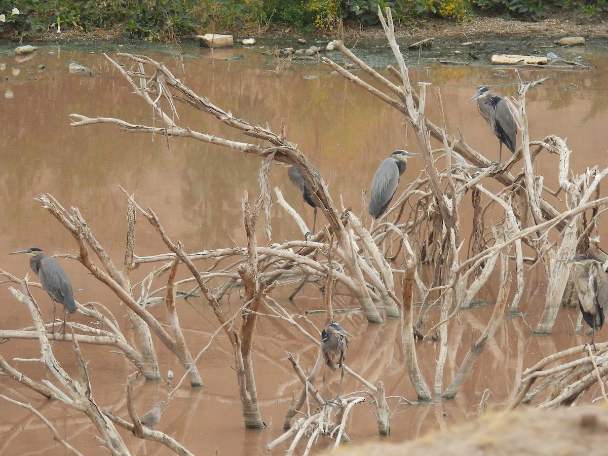Great Blue Heron - ML645505215