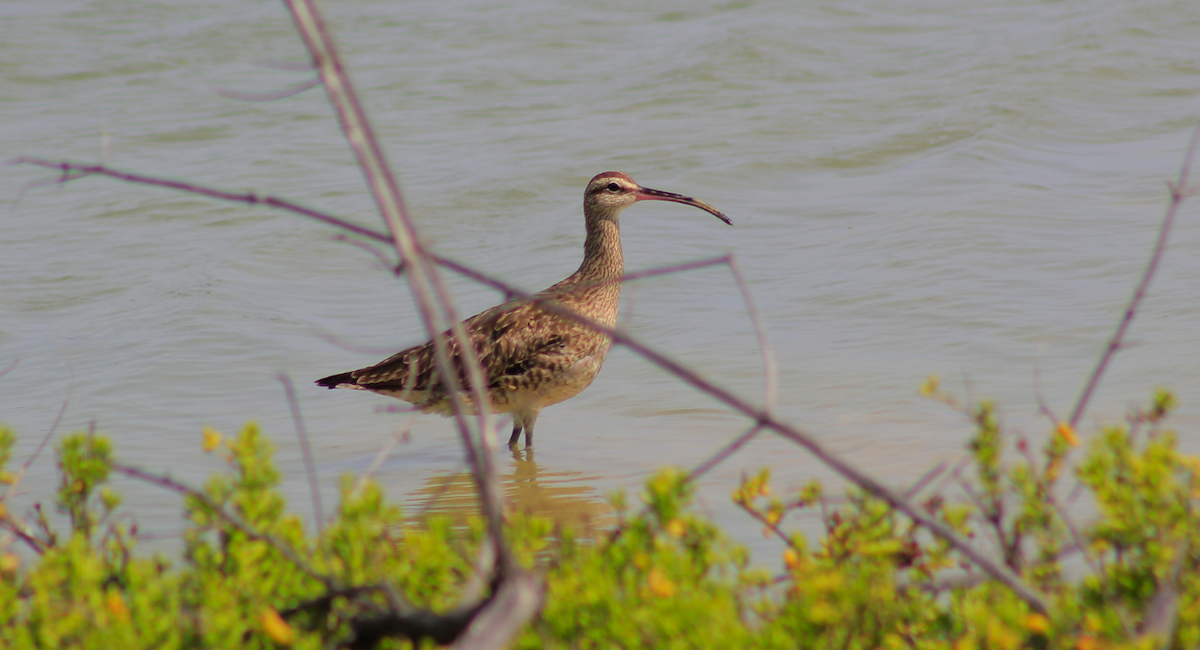 Hudsonian Whimbrel - ML645505216