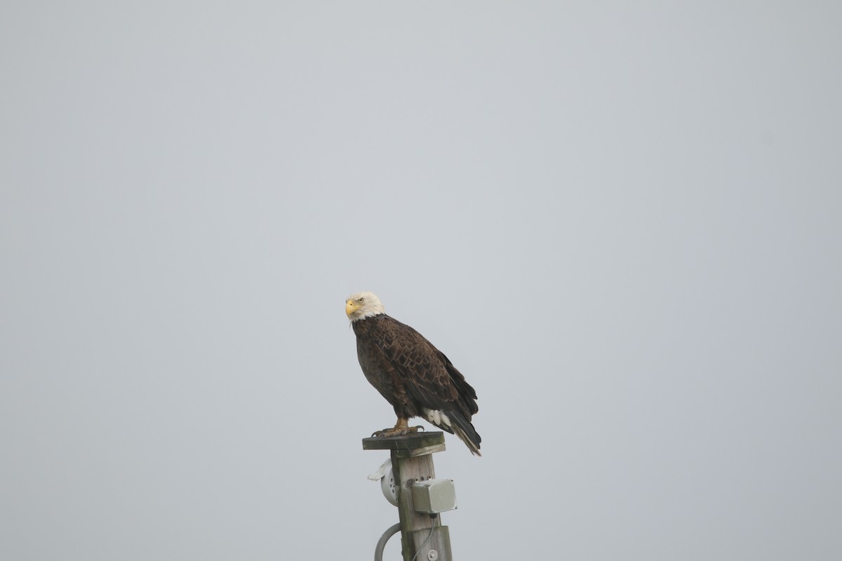 Bald Eagle - ML645505217