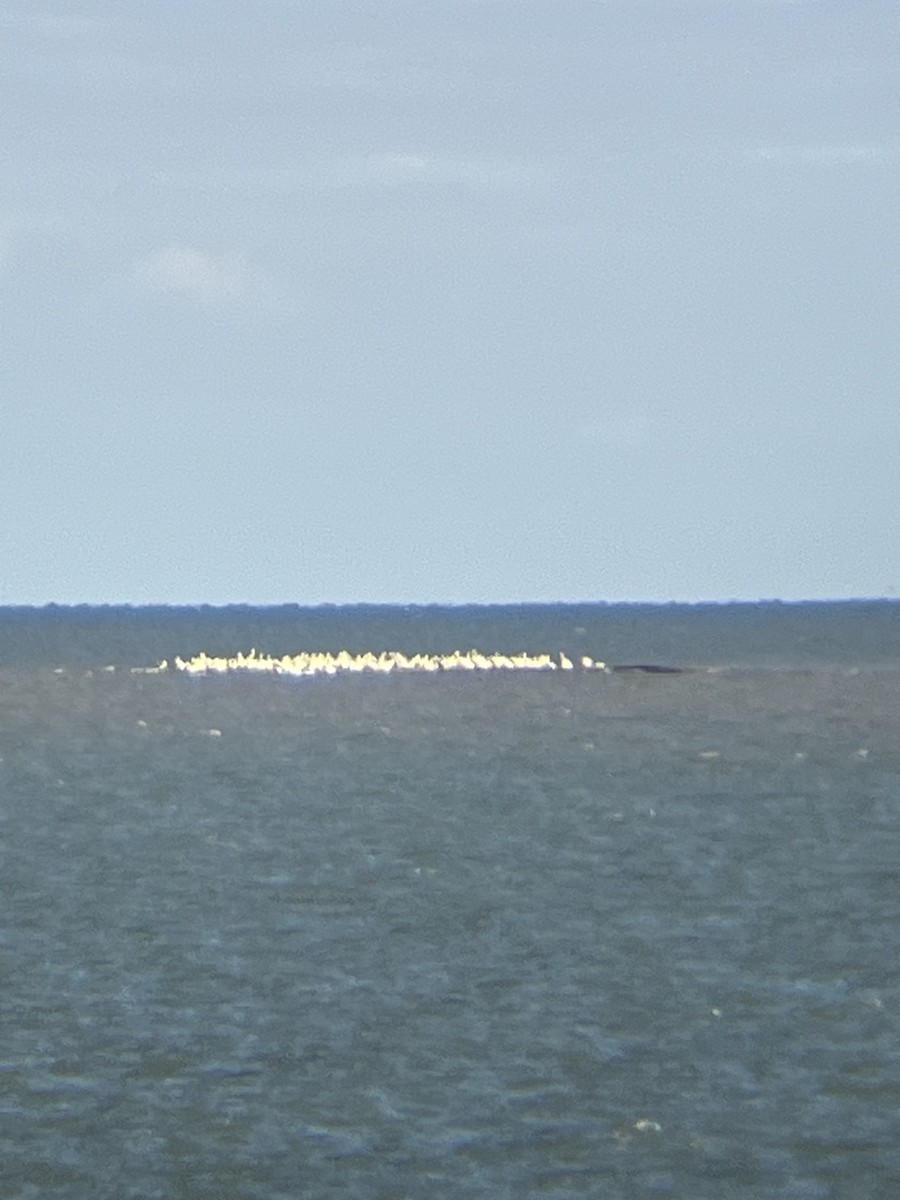 American White Pelican - ML645505219