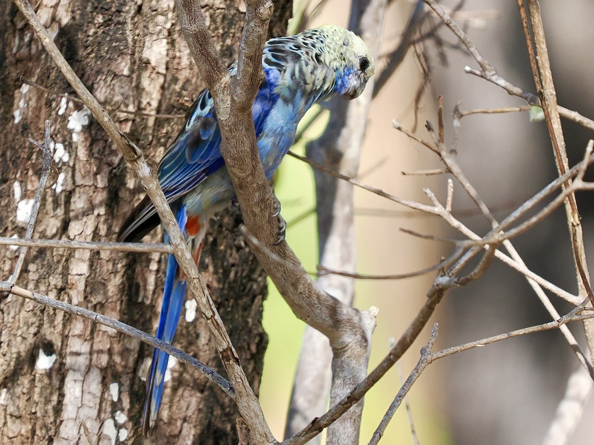Pale-headed Rosella - ML645505225