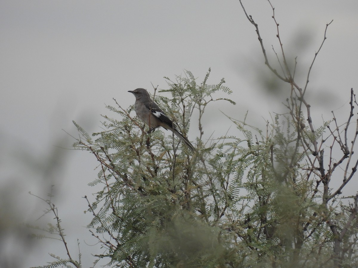 Northern Mockingbird - ML645505226
