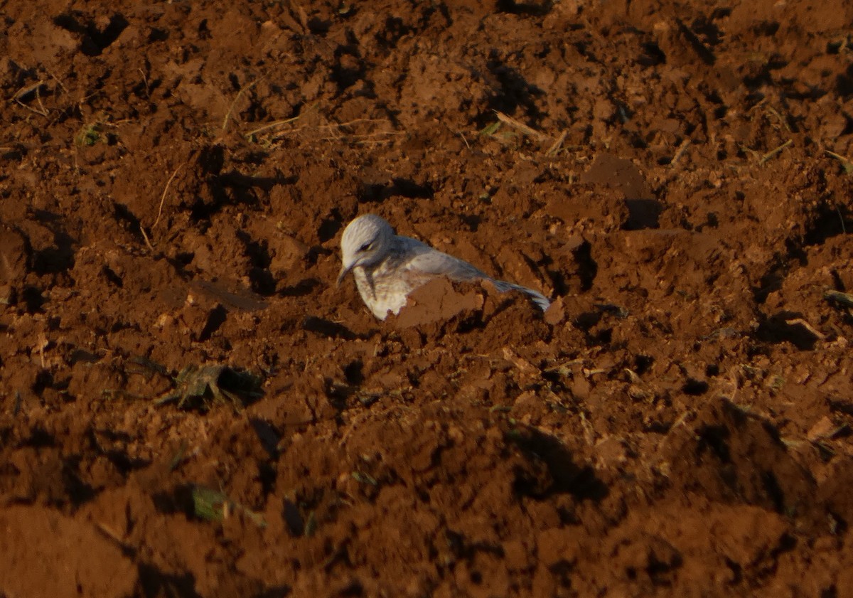 Common Gull - ML645505231
