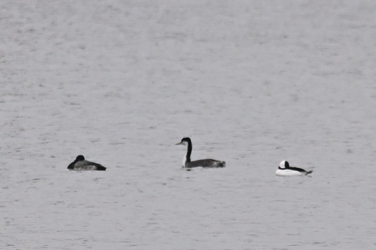 Western Grebe - ML645505233