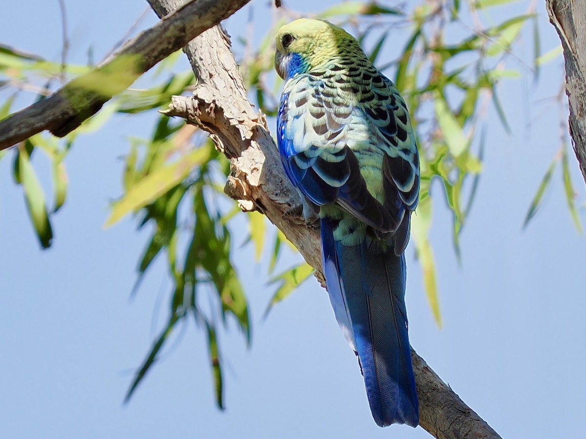 Pale-headed Rosella - ML645505236
