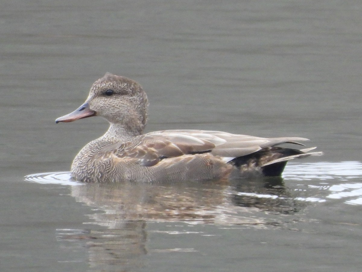 Ipar-ahatea - ML645505237