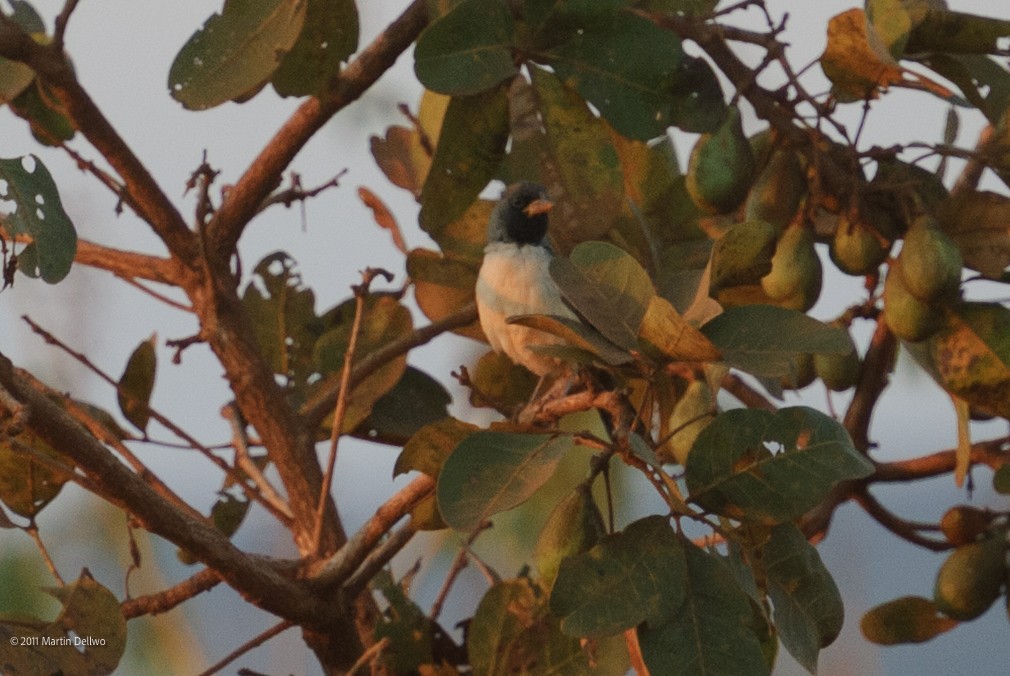 Black-throated Saltator - ML645505238