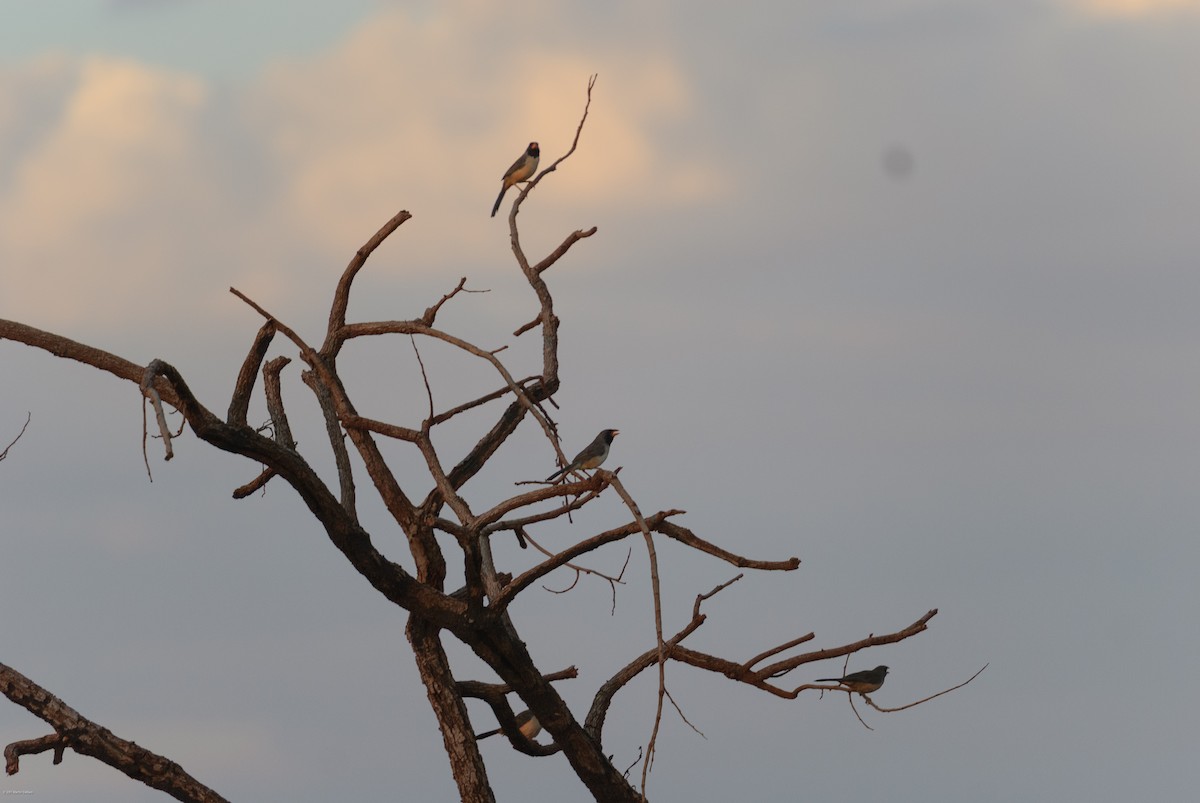 Black-throated Saltator - ML645505239