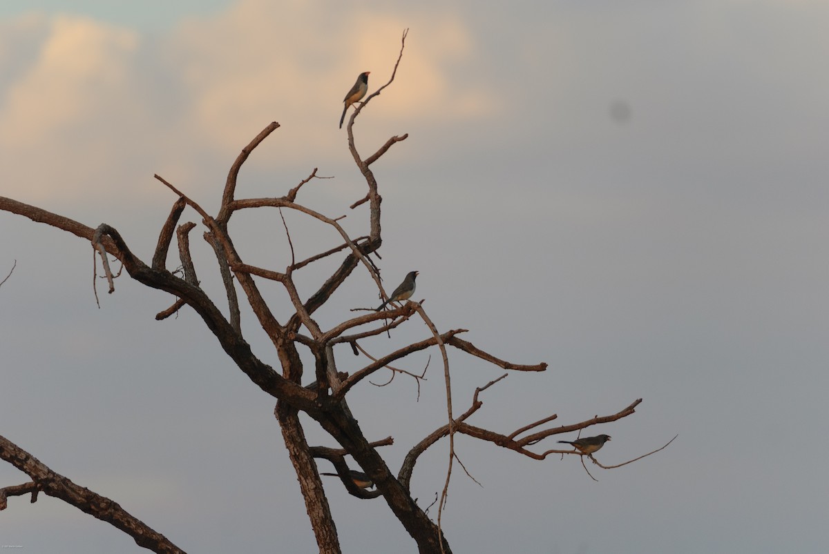 Black-throated Saltator - ML645505240