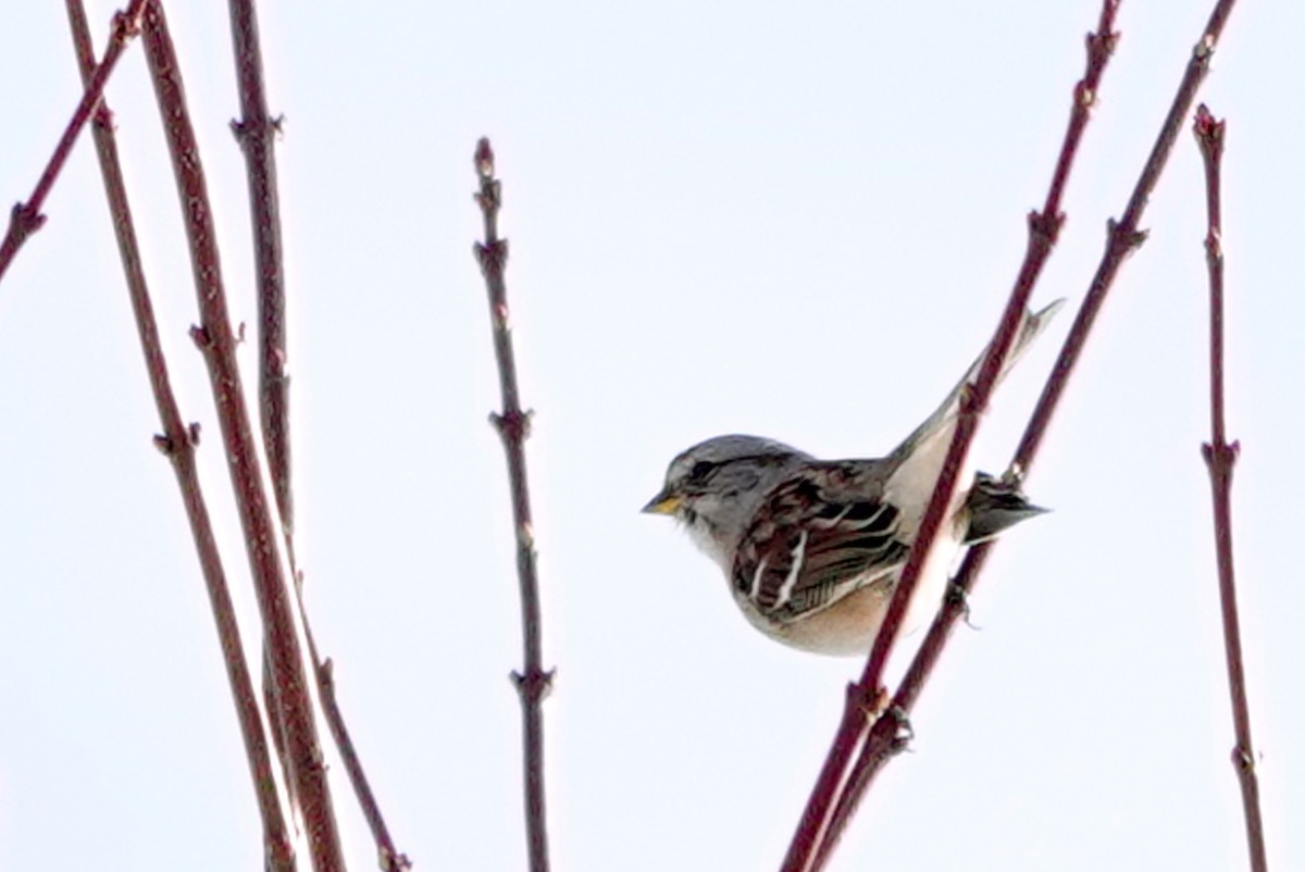 American Tree Sparrow - ML645505244