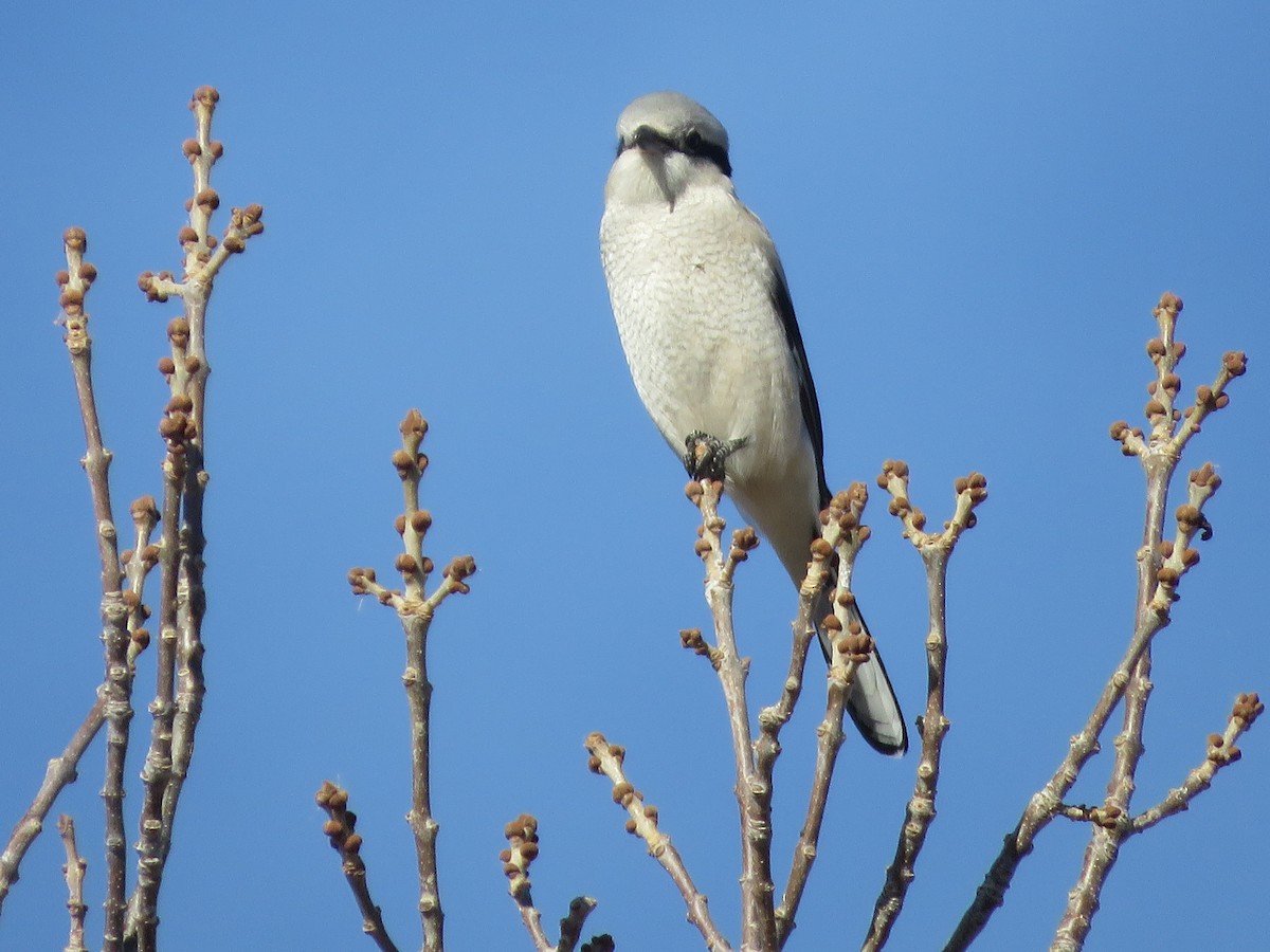 オオモズ - ML645505248