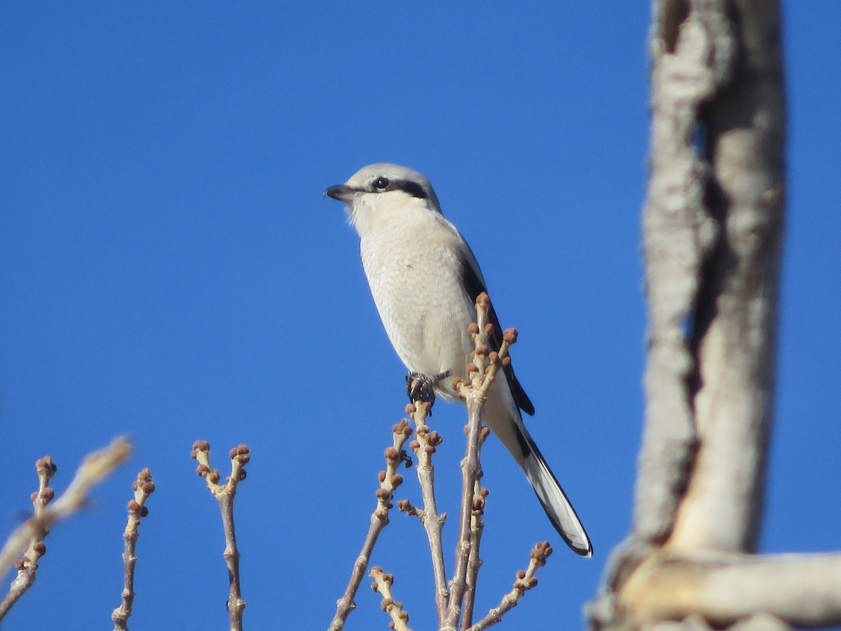 オオモズ - ML645505249