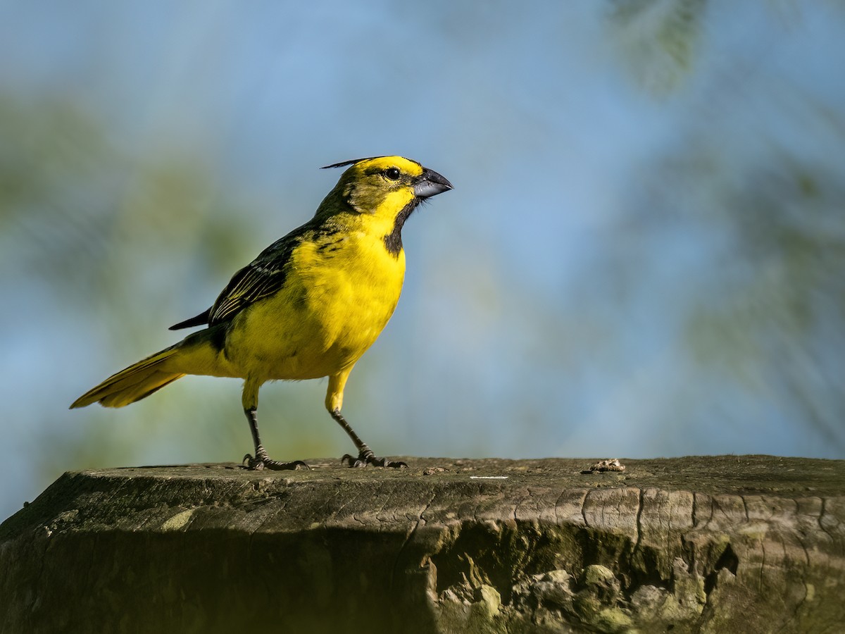 Yellow Cardinal - ML645505252