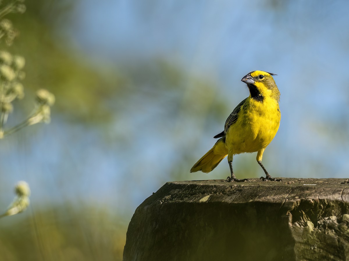 Yellow Cardinal - ML645505253