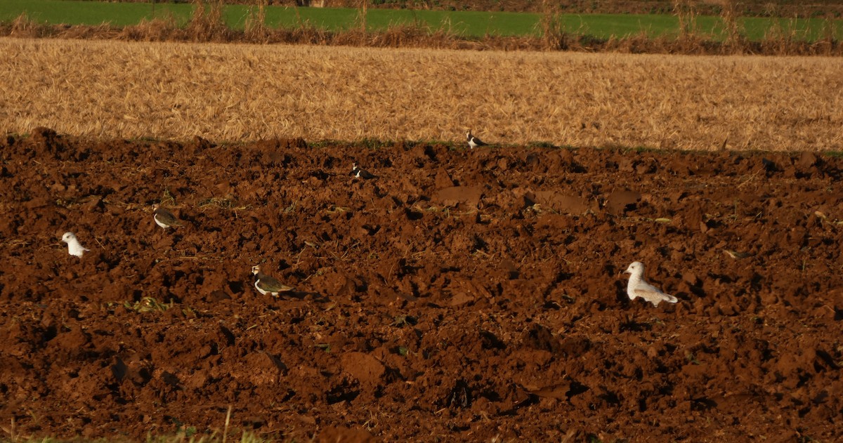Northern Lapwing - ML645505255
